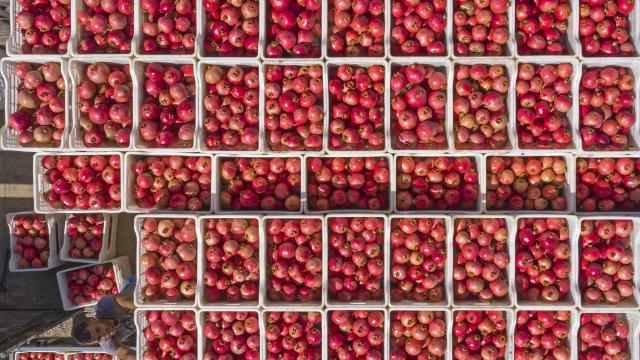 Uygun Atmosfer Koşullarında Depolanan Narın Ömrü Uzuyor